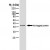 Western Blot: 6-Histidine Epitope Tag Antibody (AD1.1.10) [HRP] [NB100-63173] - Western blot of HIS-tagged protein probed with Mouse anti Histidine tag visualised with Rabbit anti Mouse IgG : HRP.